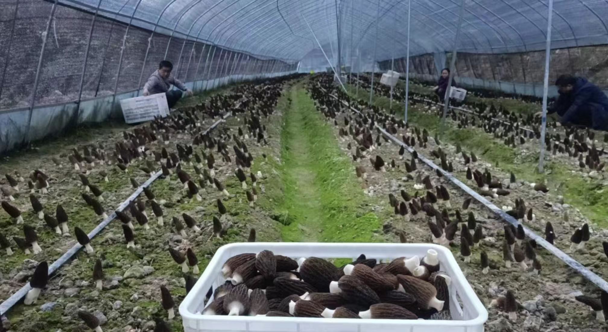 pg����ģ����(�й���)�ٷ���վ